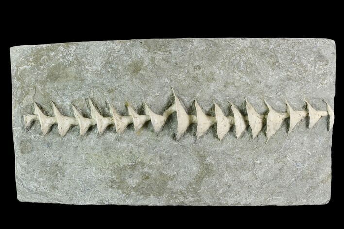 Archimedes Screw Bryozoan Fossil - Illinois #129643